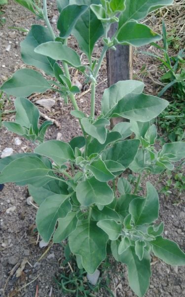 *Gélules bio : Ashwagandha (180 gélules)