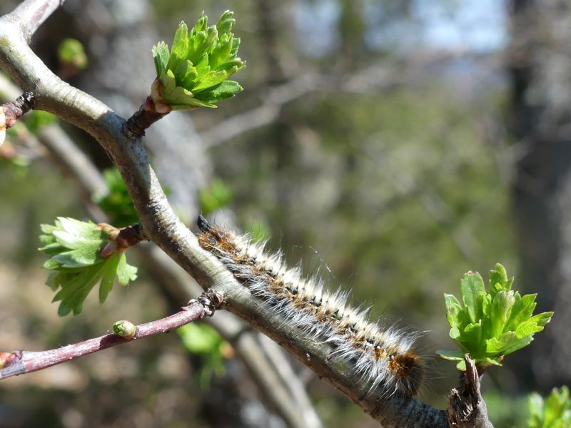 *Complexe de Bourgeons - Tension Artérielle – Image 4