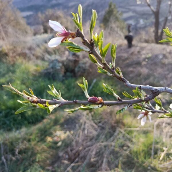 *Macérât bio de bourgeons : Amandier