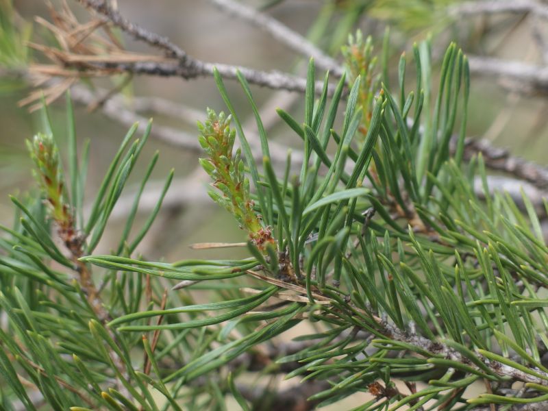 *Macérât bio de bourgeons : Pin sylvestre – Image 3