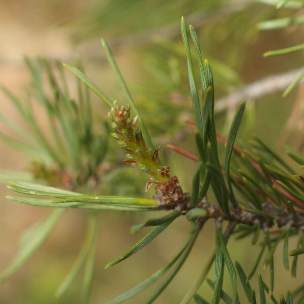 *Macérât bio de bourgeons : Pin sylvestre
