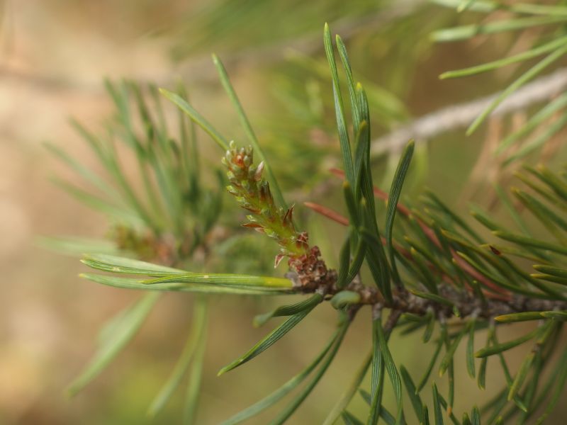 *Macérât bio de bourgeons : Pin sylvestre