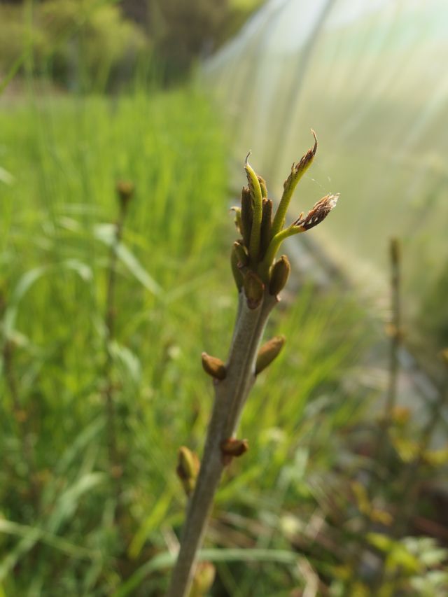 *Macérât bio de bourgeons : Frêne
