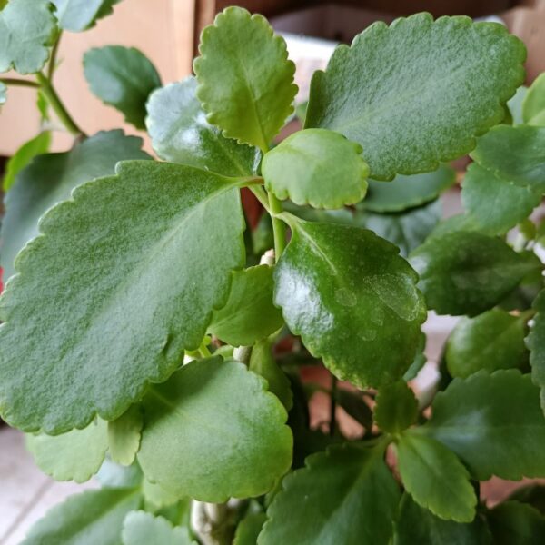 *Extrait alcoolique Bio : Bryophyllum