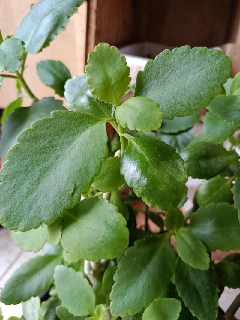 *Extrait alcoolique Bio : Bryophyllum