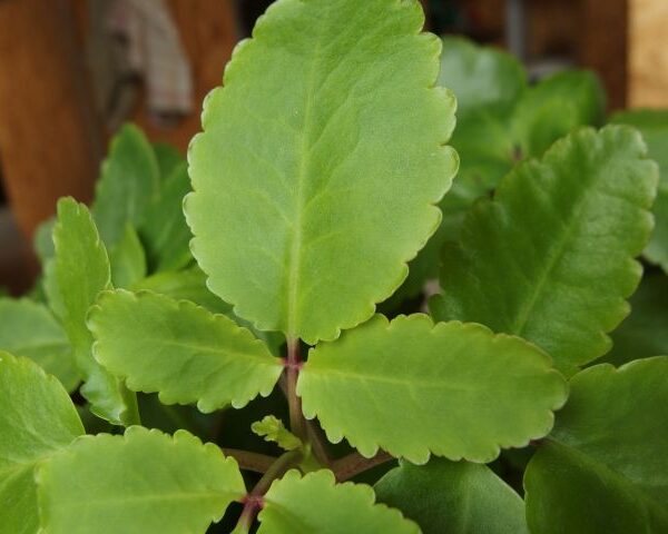 *Extrait alcoolique Bio : Bryophyllum