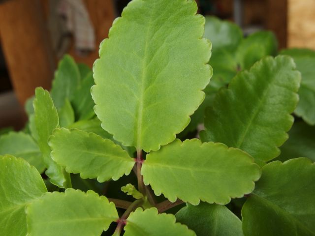 *Extrait alcoolique Bio : Bryophyllum