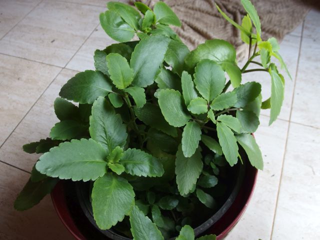 *Extrait alcoolique Bio : Bryophyllum – Image 2