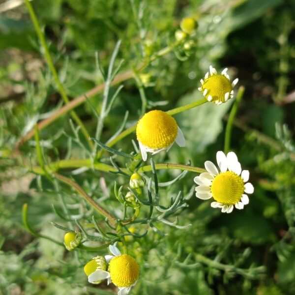 *Gélules bio : Camomille Matricaire (180 gélules)