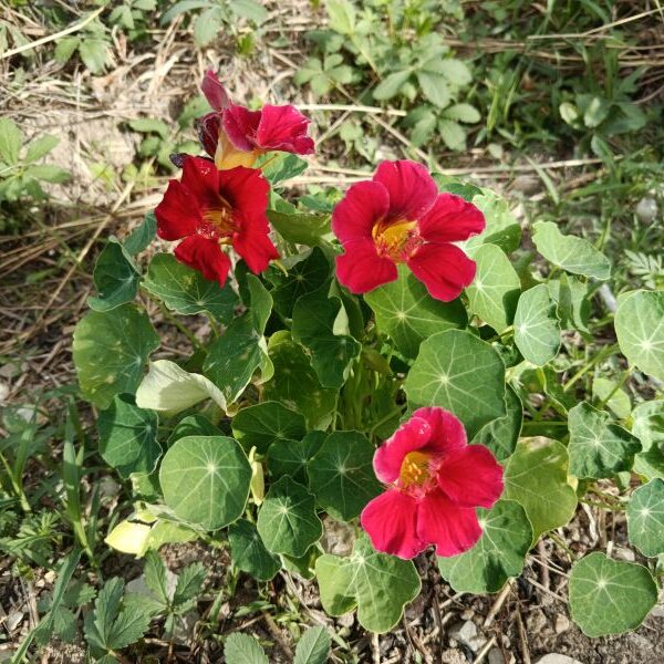 *Hydrolat (eau florale) bio : Capucine