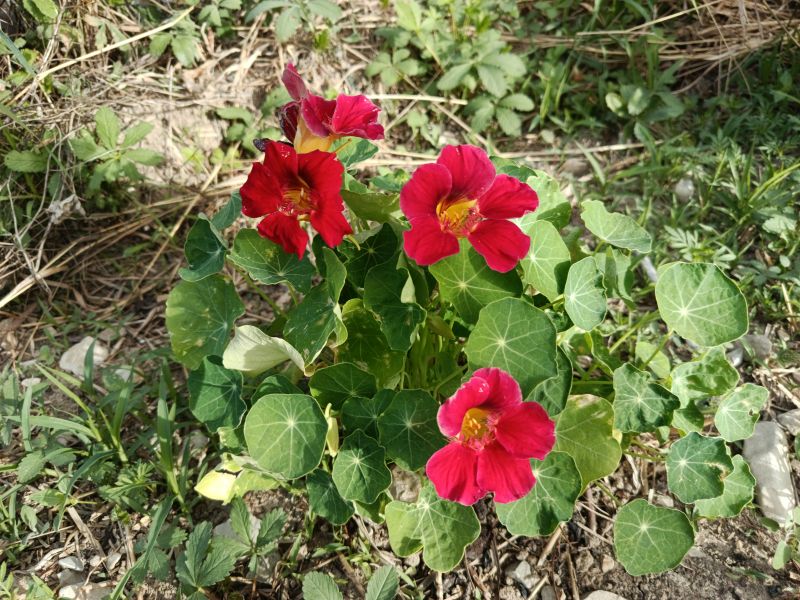 *Hydrolat (eau florale) bio : Capucine