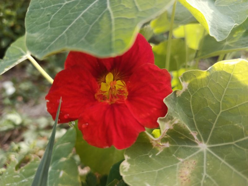 *Hydrolat (eau florale) bio : Capucine – Image 2
