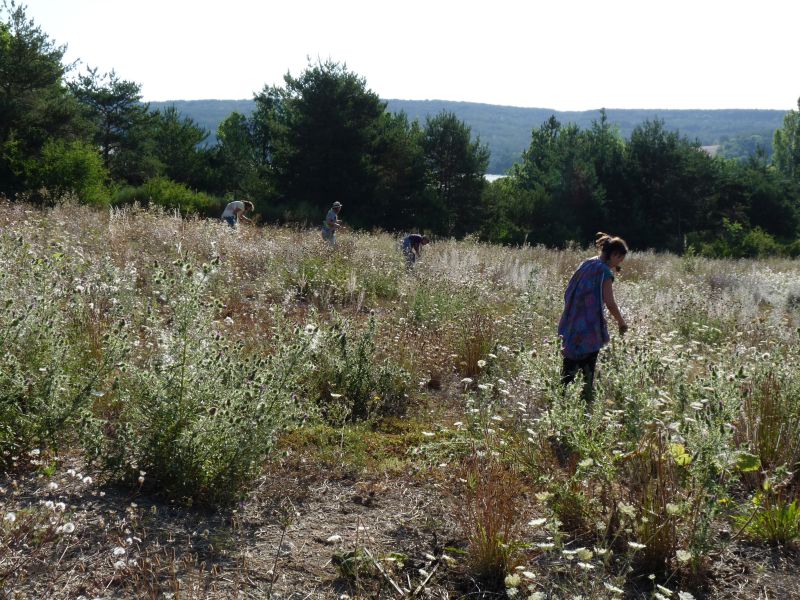 *Huile essentielle bio : Carotte sauvage – Image 2