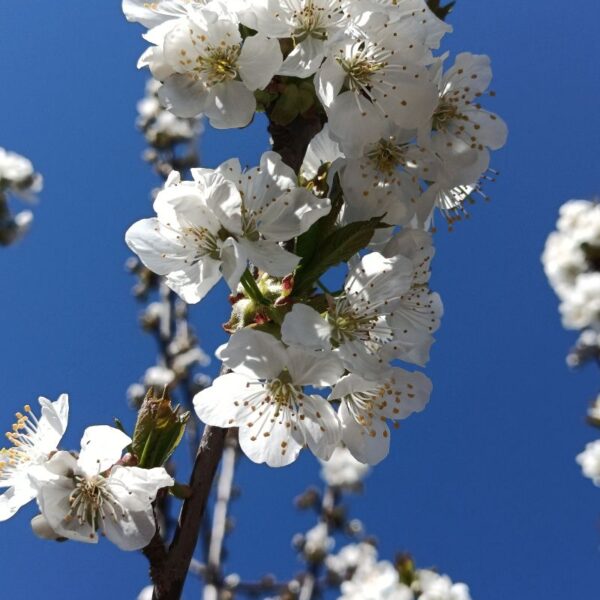 Elixir floral : Cerisier Sauvage 30ml