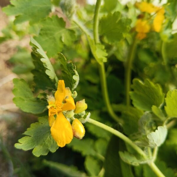 *Alcoolature Bio : Chélidoine