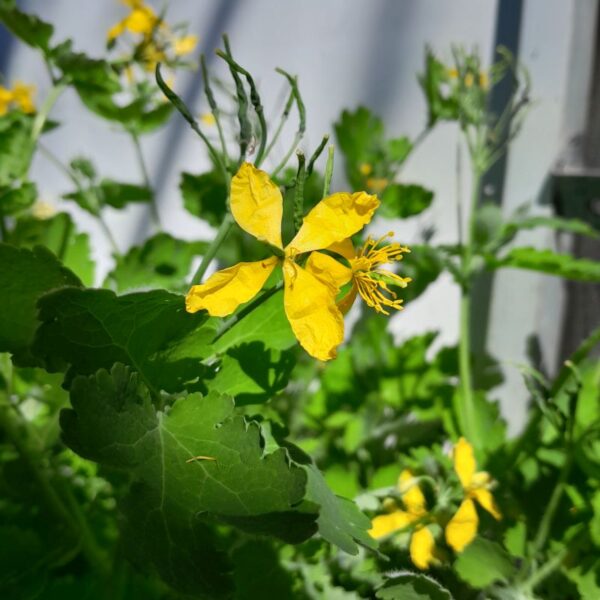 Elixir floral : Chélidoine 30ml