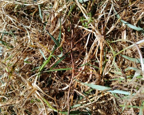 *Hydrolat (eau florale) bio : Chiendent