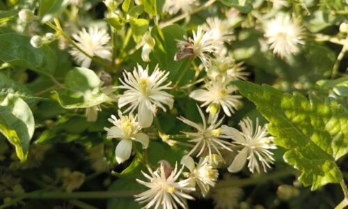 clematite1