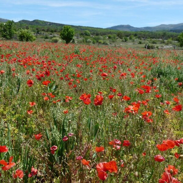*Hydrolat (eau florale) bio : Coquelicot