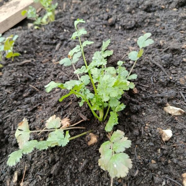 *Hydrolat (eau florale) bio : Coriandre