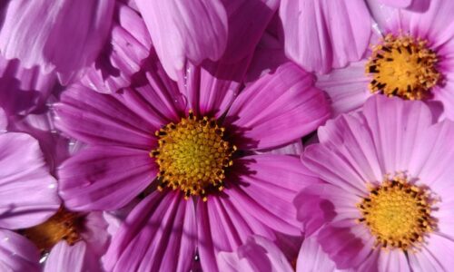 cosmos cosmos