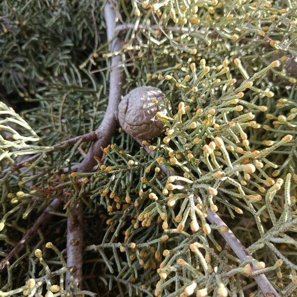 *Huile Essentielle bio : Cyprès