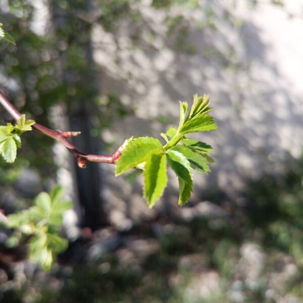 *Macérât bio de bourgeons : Eglantier