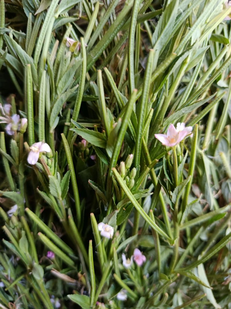 *Gélules bio : Epilobe à petites fleurs (180 gélules)