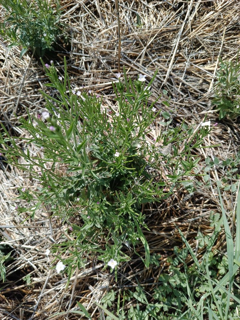 *Gélules bio : Epilobe à petites fleurs (180 gélules) – Image 2