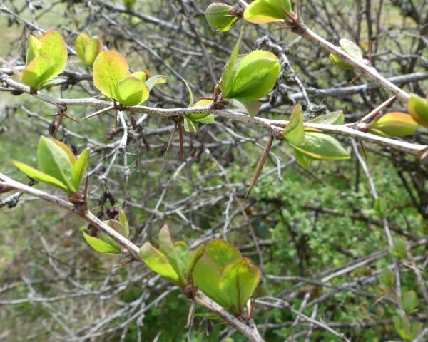 *Extrait alcoolique Bio : Epine vinette