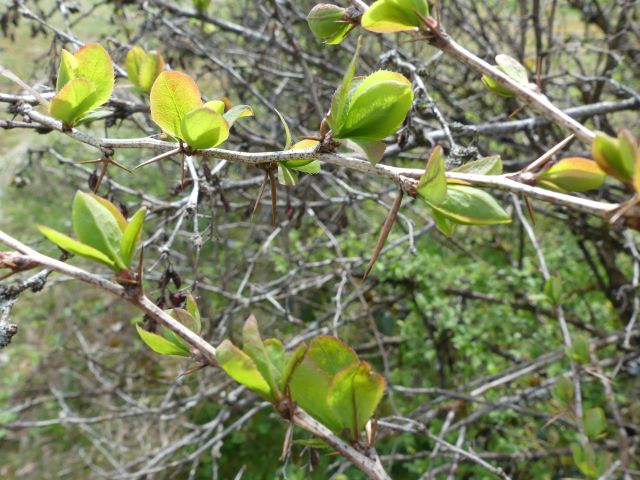 *Extrait alcoolique Bio : Epine vinette