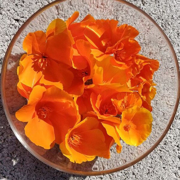 Elixir floral : Coquelicot de Californie (Eschscholtzia)