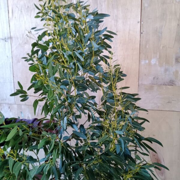 *Huile essentielle bio : Eucalyptus