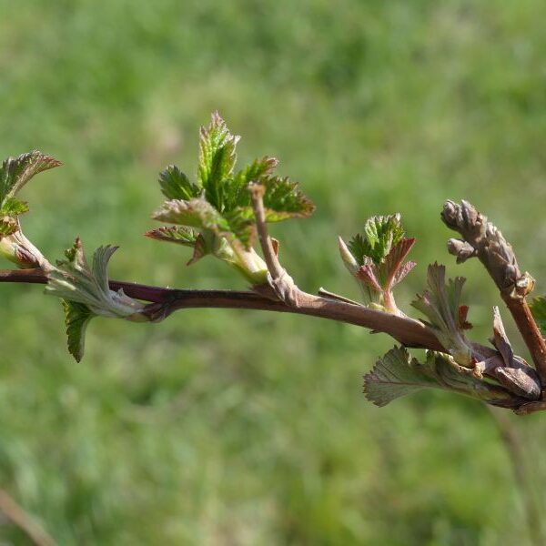 *Hydrolat (eau florale) bio : Framboisier