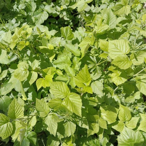 *Hydrolat (eau florale) bio : Framboisier