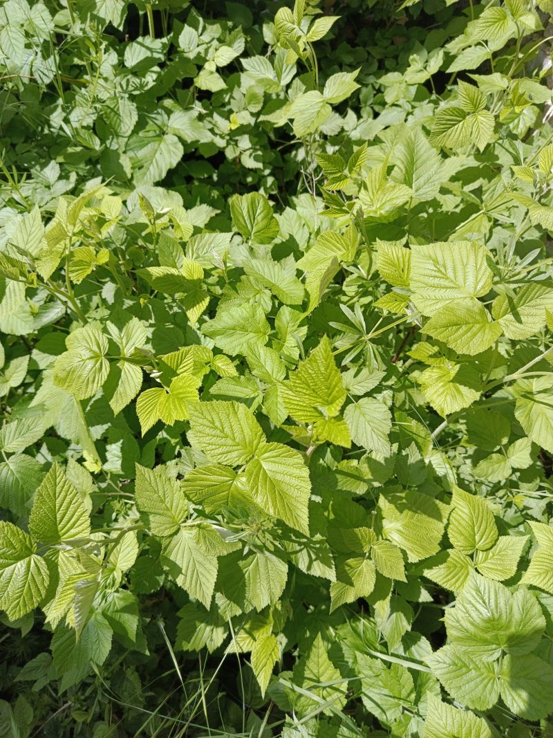 *Hydrolat (eau florale) bio : Framboisier