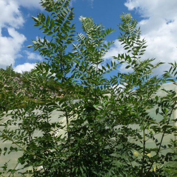 *Hydrolat (eau florale) bio : Frêne