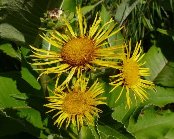 *Gélules bio : Aunée Grande (180 gélules)