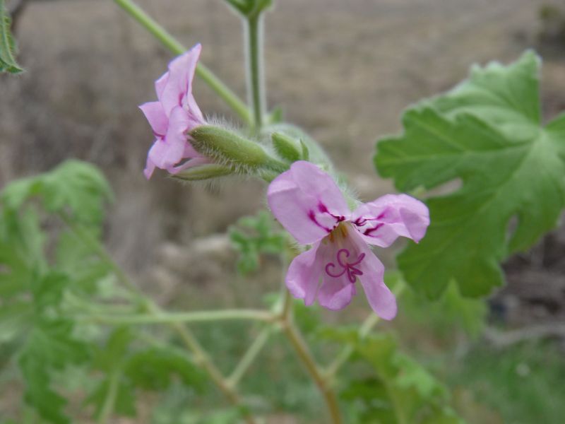 *Huile essentielle bio : Géranium rosat – Image 3