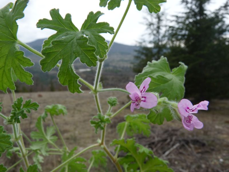 *Huile essentielle bio : Géranium rosat – Image 2