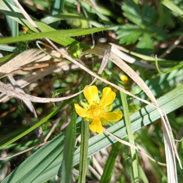 Elixir floral : Hélianthème 30ml