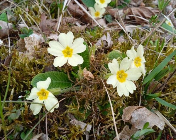 Elixir floral : Primevère 30ml