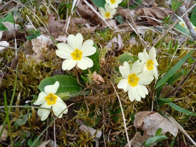 Elixir floral : Primevère 30ml