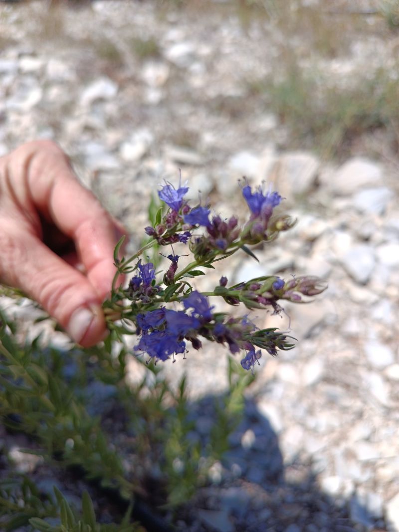*Hydrolat (eau florale) bio : Hysope