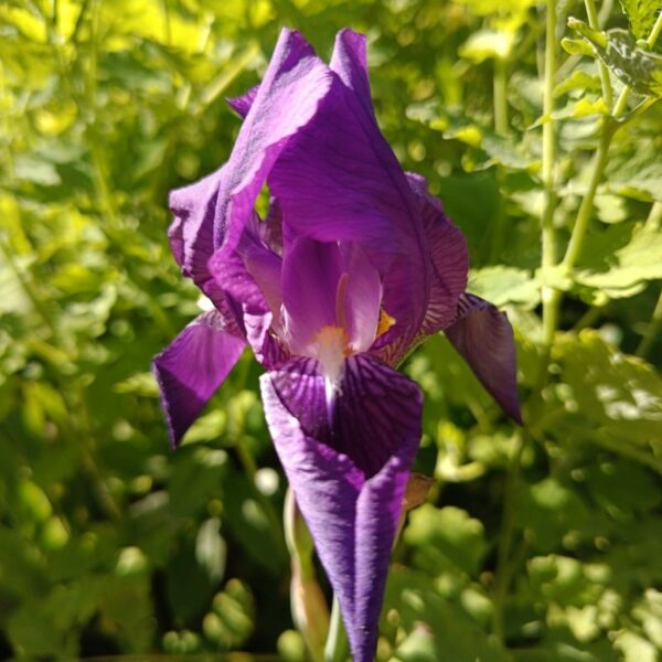 Elixir floral : Iris 30ml