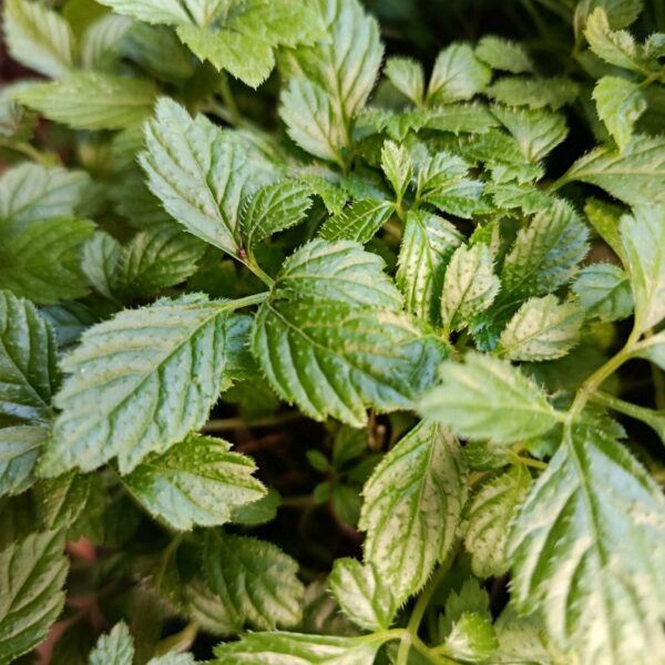 *Gélules bio : Jiaogulan (180 gélules)