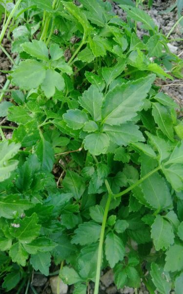 *Gélules bio : Jiaogulan (180 gélules)