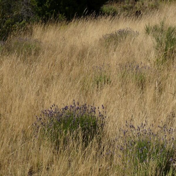 *Huile essentielle bio : Lavande fine (sauvage)