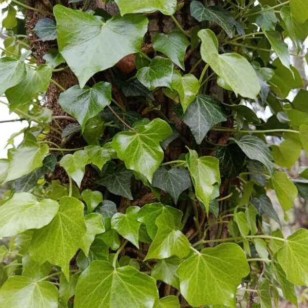 *Huile de macération : Lierre grimpant