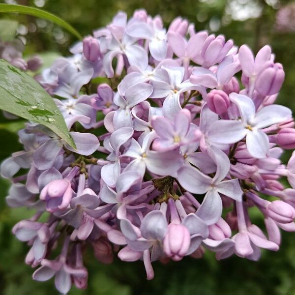 Elixir floral : Lilas 30ml